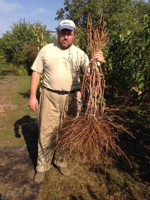 Саджанці винограду опт, роздріб.