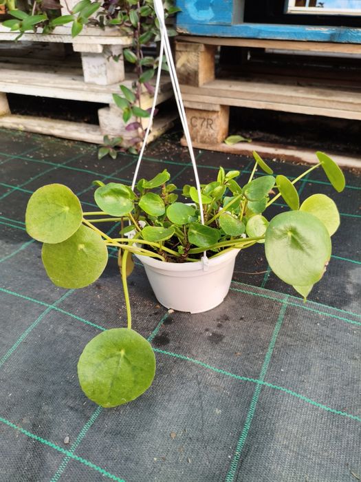 Planta da Fortuna Chinesa (Pilea Peperomioides) - planta em vaso