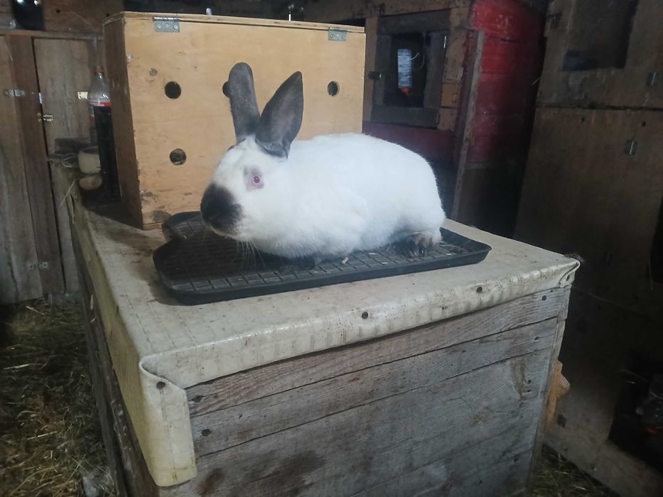 Samiec Kalifornijski z oceną