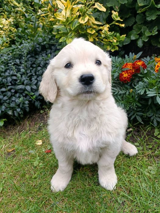 Szczenię Golden Retriever