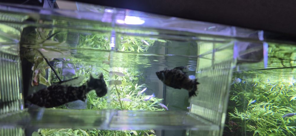 Molinezja zaglopletwa