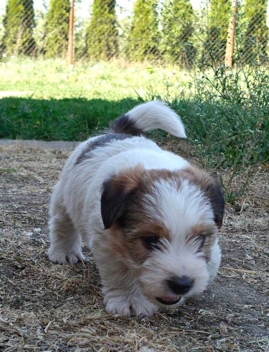 Jack Russell Terrier FCI ZKwP piesek suczka
