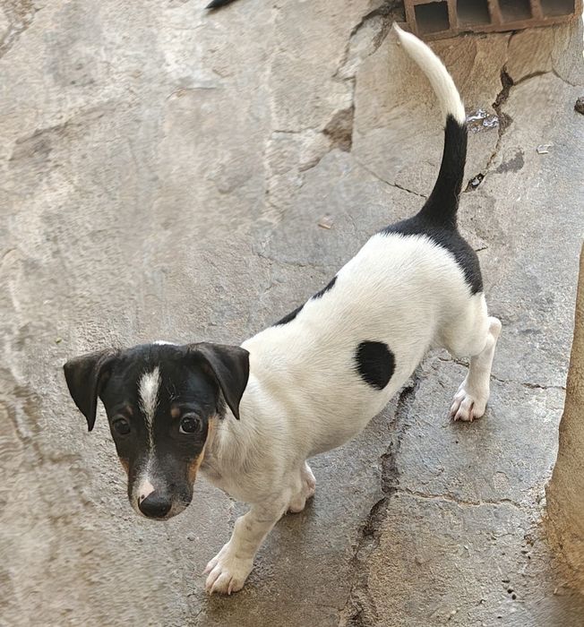 Jack Russell terrier fêmea pura
