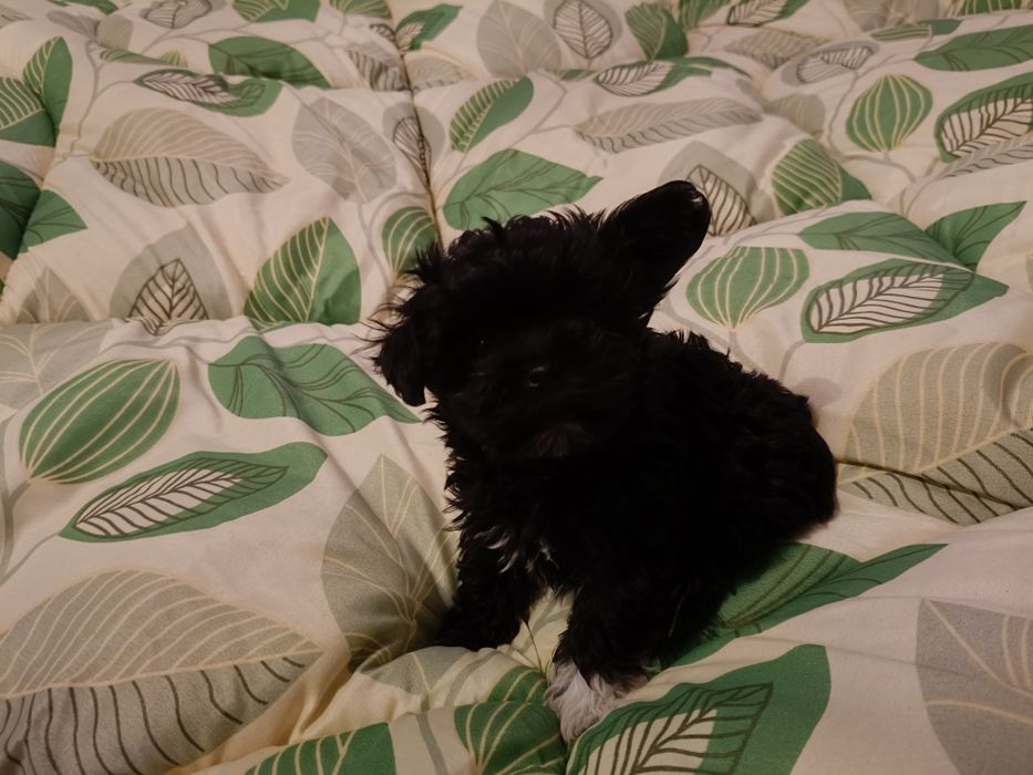 Oddam pieski w dobre ręce.