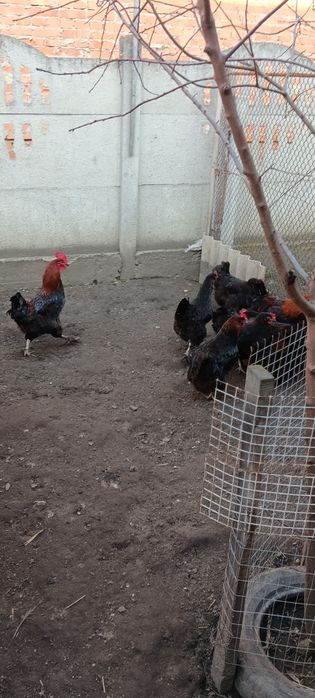 Яйце інкубаційне курей Маран