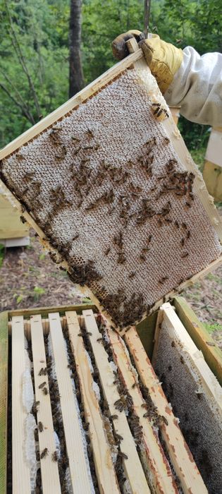 Бджолопакети,бджолосімї,бджоли, карніка,доставка