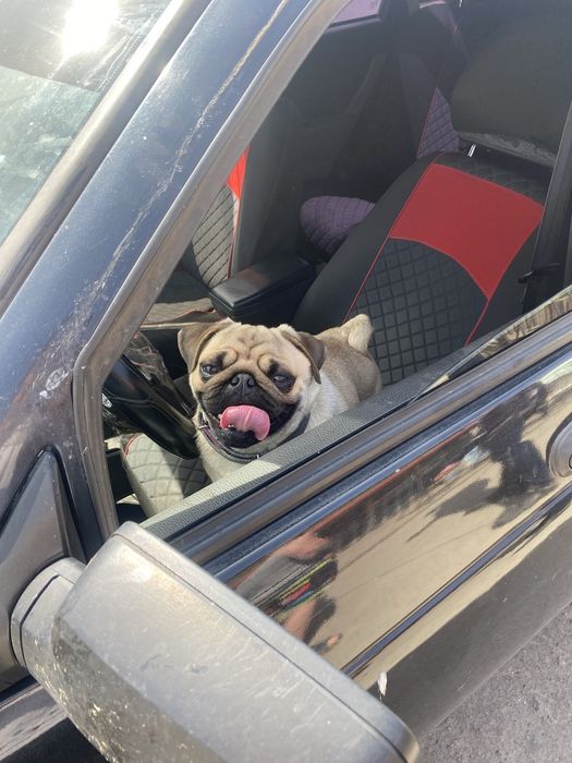 Вінниця Вязка Мопса