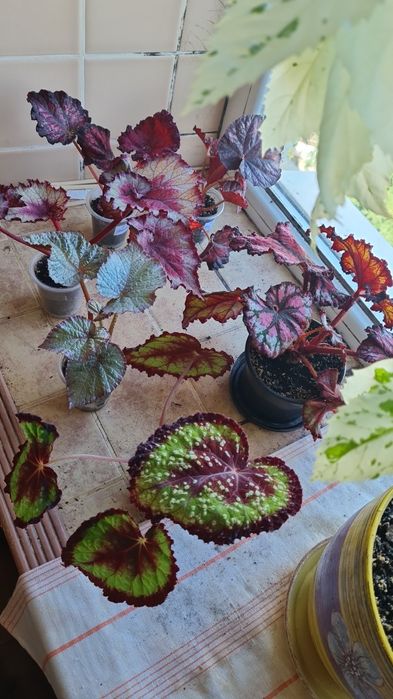 Листики и кустики! Сортовые Королевские Бегонии