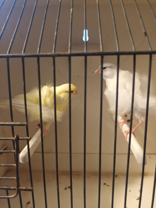 Canários frizados do norte para ceder