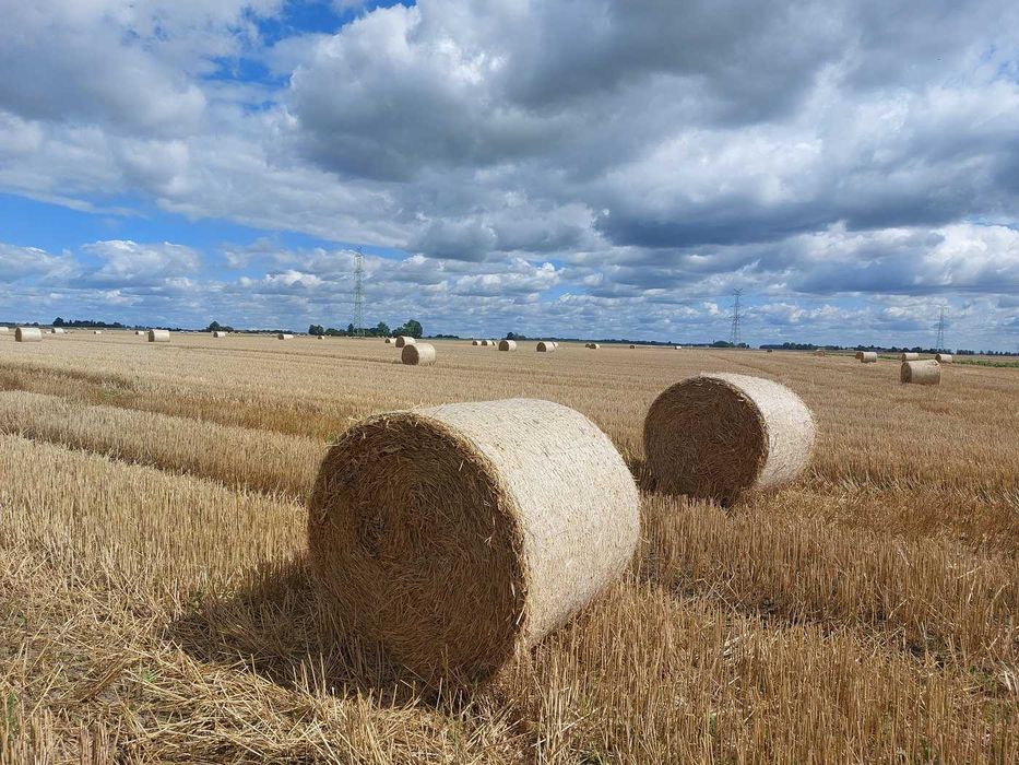 Sprzedam słomę pszenną i żytnią 130cm, 250kg