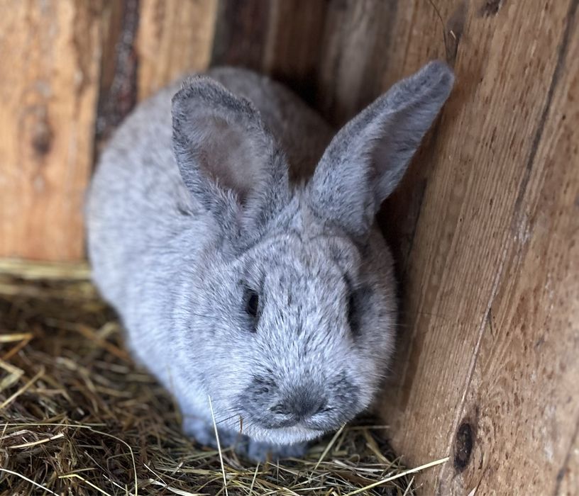 Sorzedam samicę Wjs