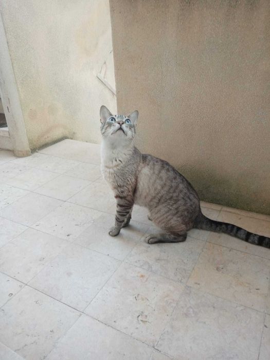 Gato para adoção - Artur