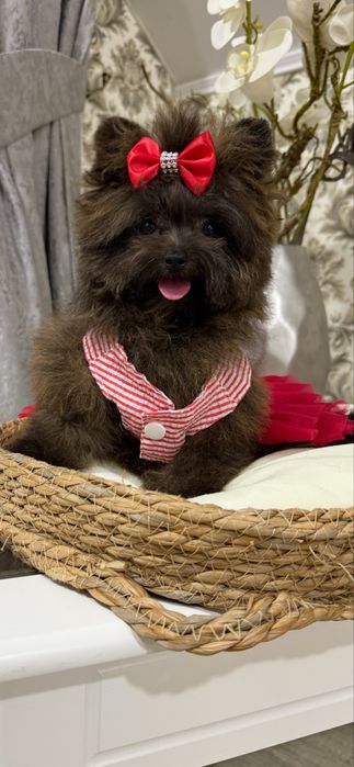 Девочка супер мини мальтипу