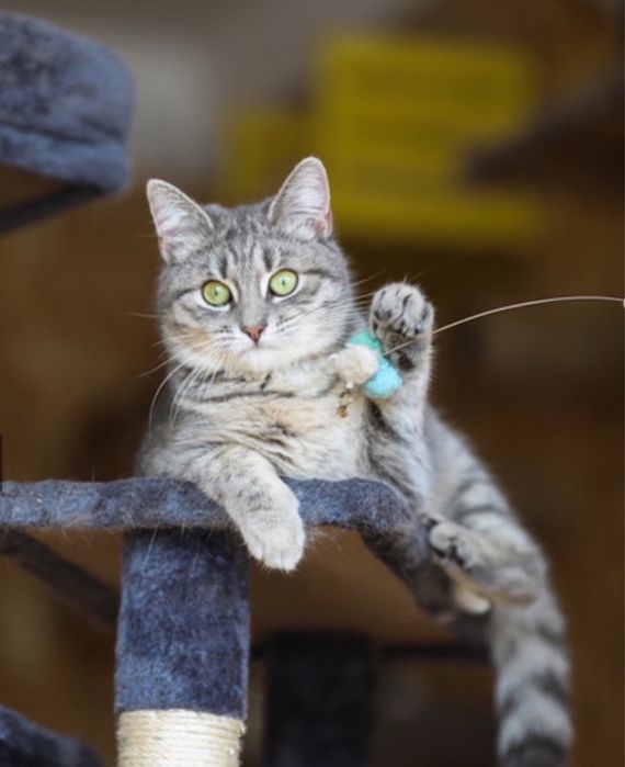 Пилагея 1 год, котенок, девочка игрунья