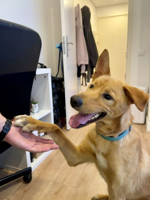 Cão macho para adoção responsável