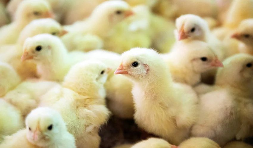 Добовий, суточный: бройлер КОББ-500, Утки мулард, Oрвия ST-5