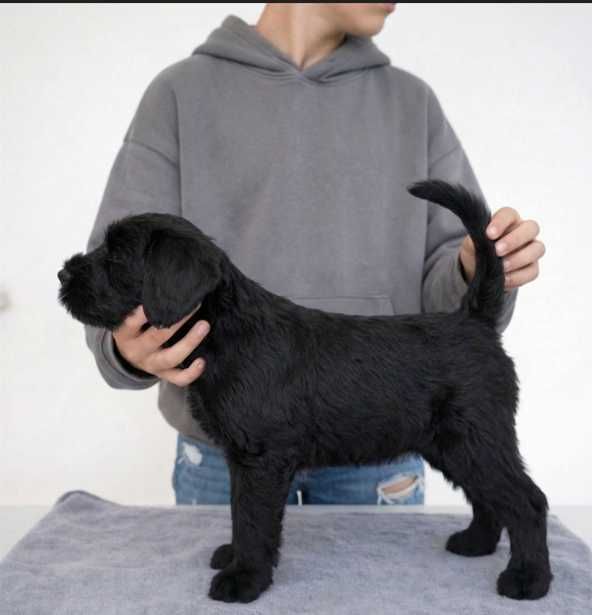Macho Schnauzer Gigante Preto com LOP e Afixo