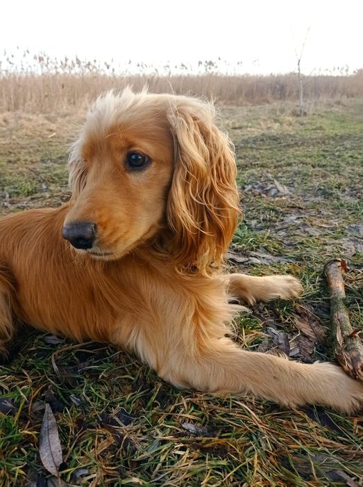 В'язка англійський кокер спаніель