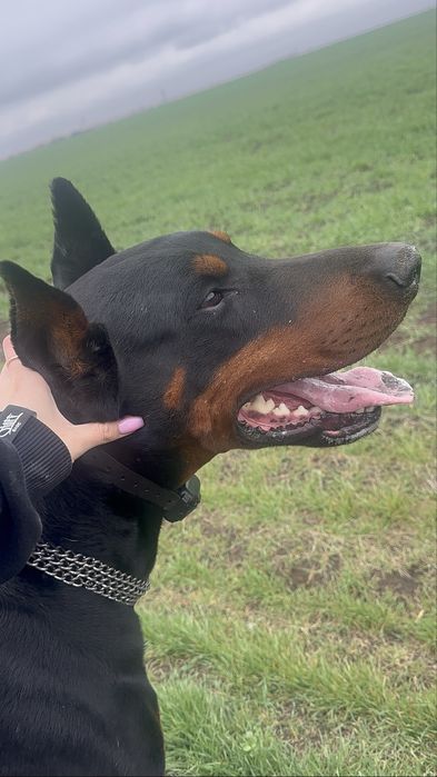 Доберман для вʼязки