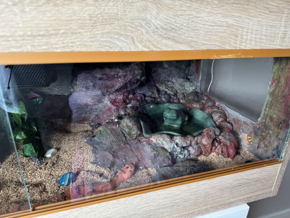 Terrarium z wężem zbożowym