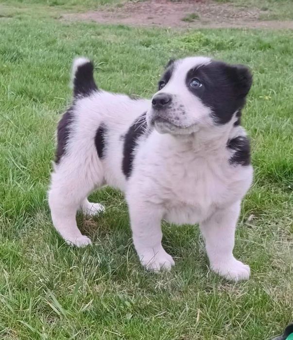 Цуценя Алабая 1.5 місяця