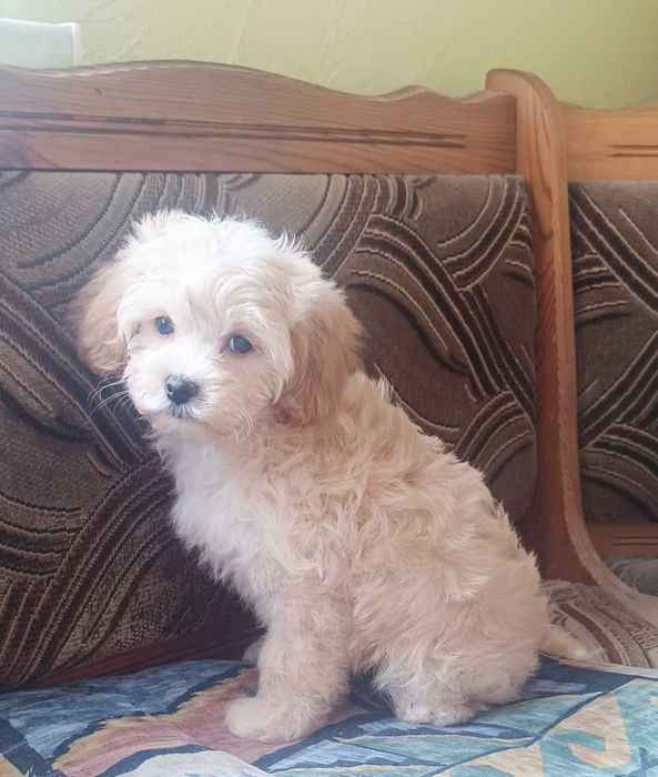 Maltipoo, złota suczka