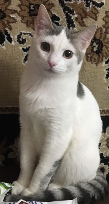 Пропал кот ул 2 то нашедшему вознаграждениея экипажная 68