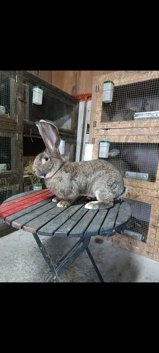 Olbrzym belgijski samce