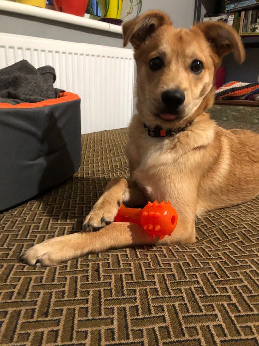 Розумник Реджі шукає люблячу родину!