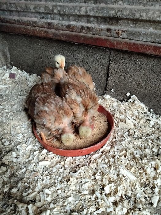 Pintos machos ou fêmeas