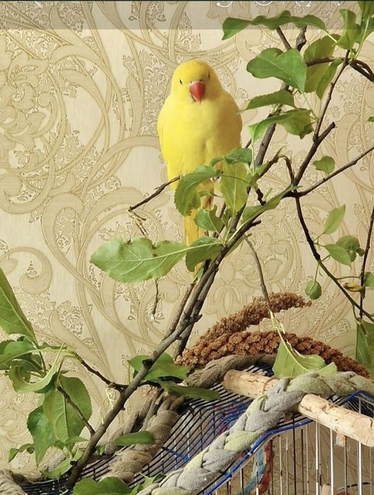 Клетки  для жывотных