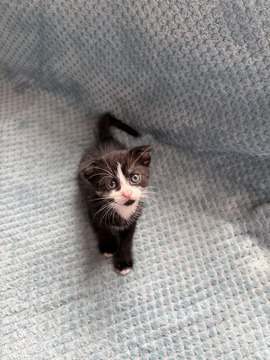 Продам висловухих кошенят