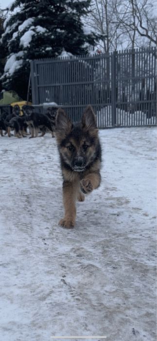 Owczarek niemiecki dlugowlosy suczka 3 miesiace