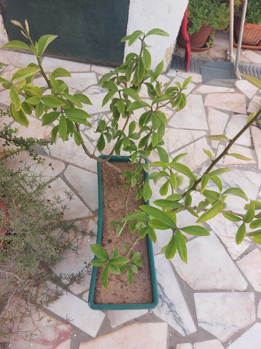 Ora-Pro-Nóbis (OFERTA)