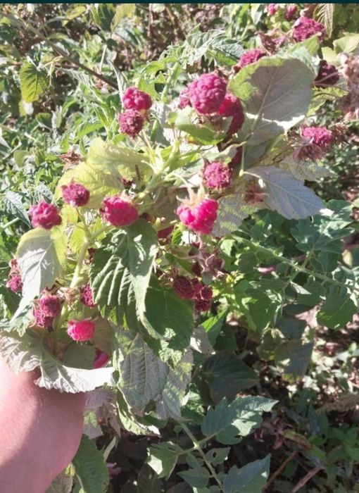 Ремонтантна малина та клубніка