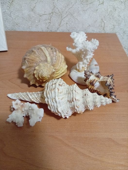 Ракушки натуральные