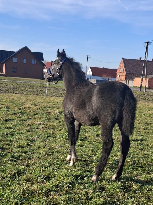 Siwa klaczka rasy ślaskiej