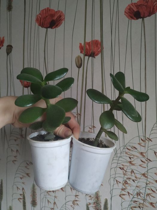 Красула кімнатна рослина вазонок ,денежное дерево