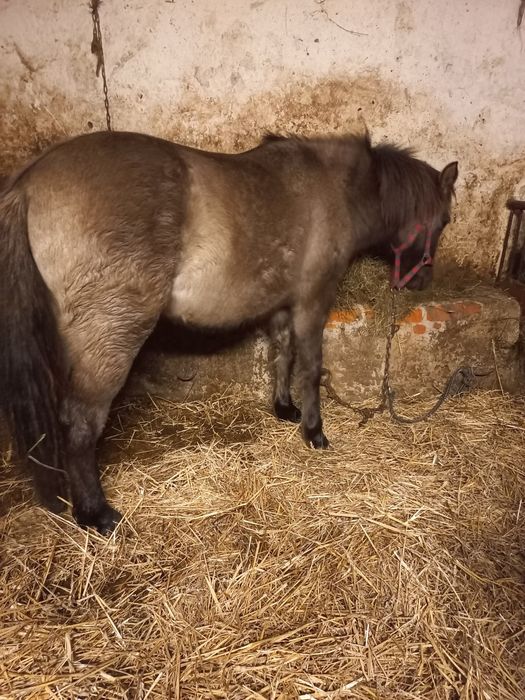 Sprzedam klacz konik polski ZAMIENIE