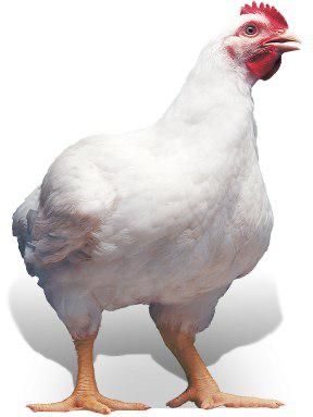 Продаж інкубаційних яєць бройлера (кобб та росс)