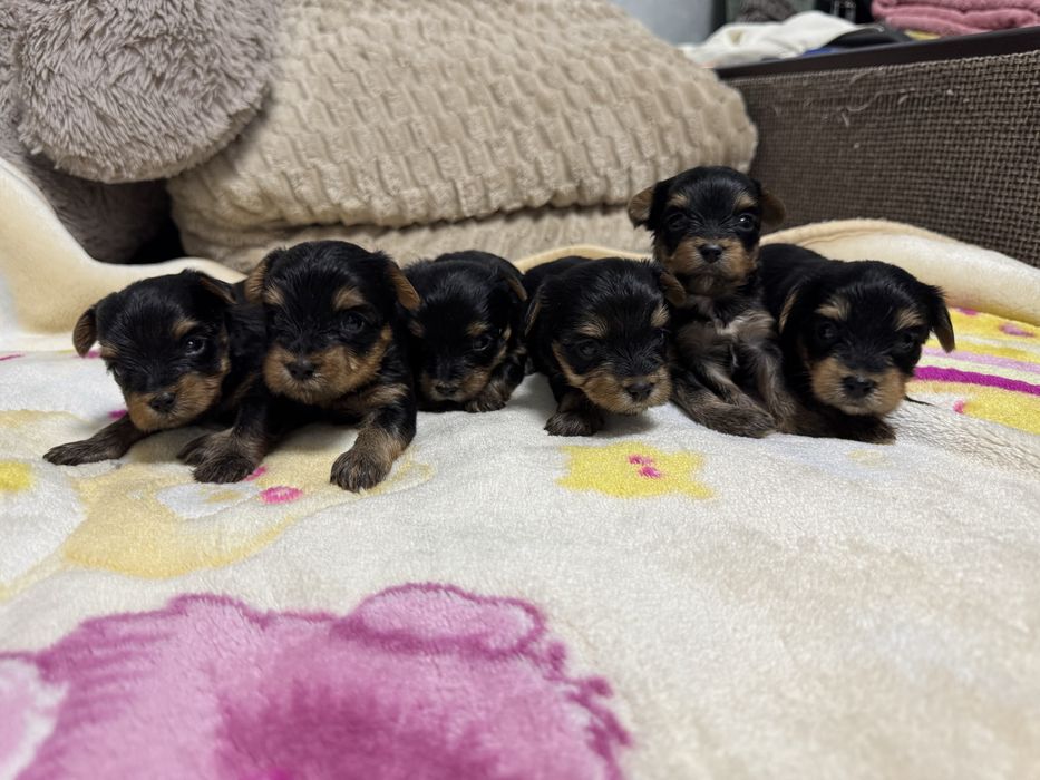 бронювання йорків