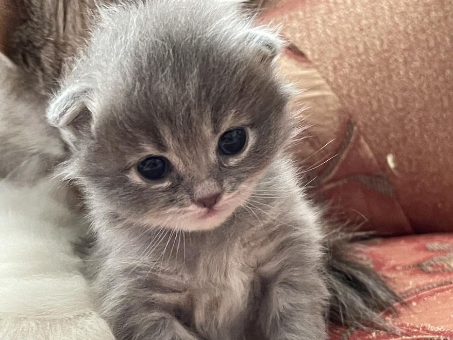 Вязка кота шотландский прямоухий