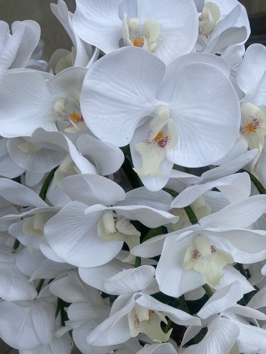 Латексні орхідеї