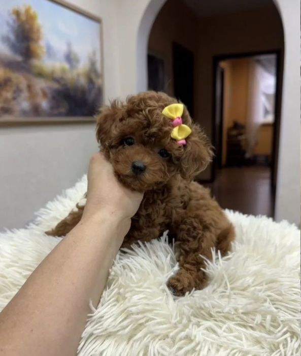 Няшна дівчинка квіточка той пудель