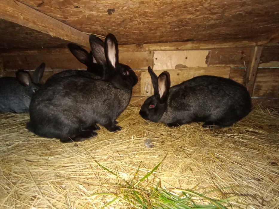 Sprzedam króliki