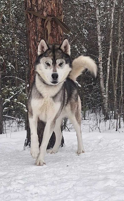 хаскі Лаккі у надійні руки
