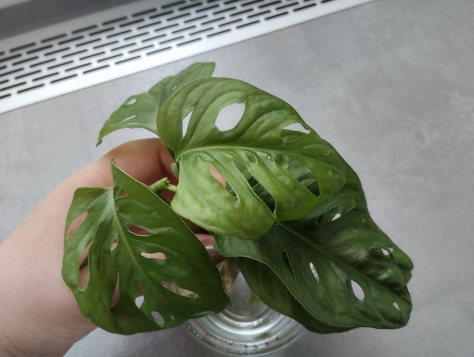 Monstera monkey mask