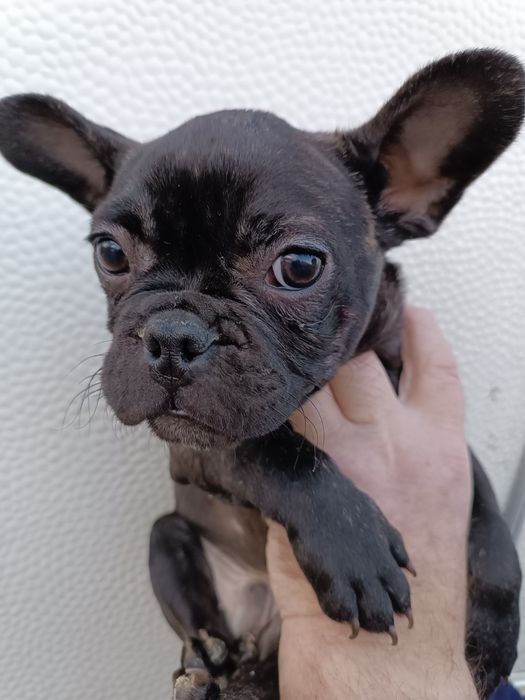 Варті вашої уваги цуценята французята