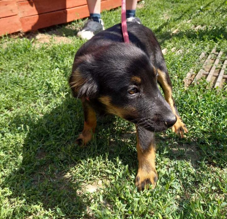 Pieski do adopcji!