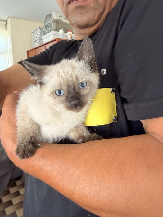 Dá-se 2 gatinhas